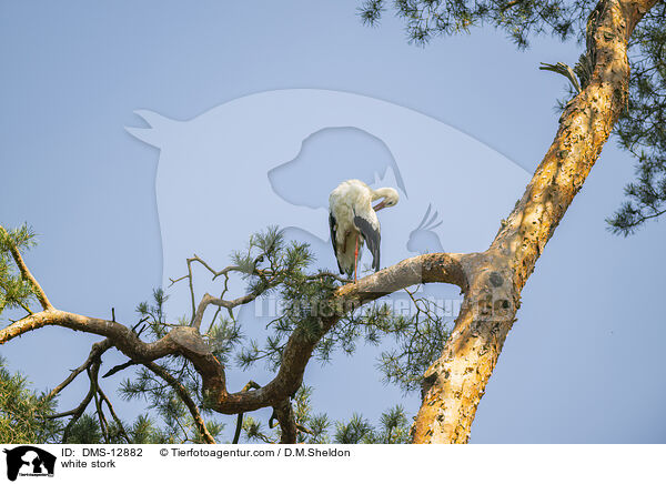 Weistorch / white stork / DMS-12882