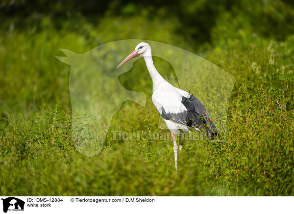 Weistorch / white stork / DMS-12884