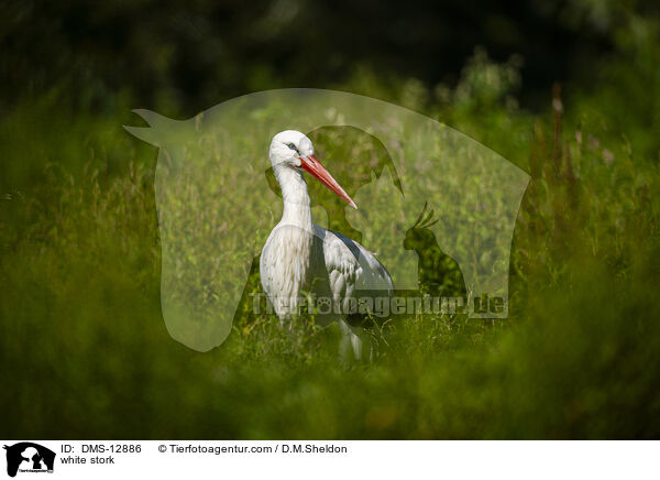 white stork / DMS-12886