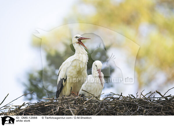white stork / DMS-12888