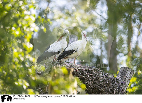 white stork / DMS-12889