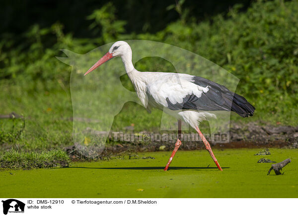white stork / DMS-12910