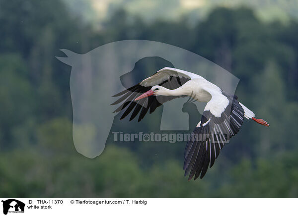 Weistorch / white stork / THA-11370