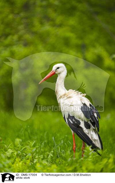 Weistorch / white stork / DMS-17004
