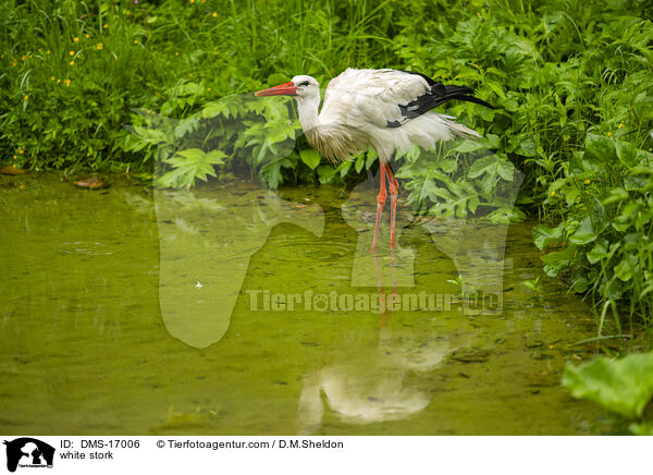 Weistorch / white stork / DMS-17006