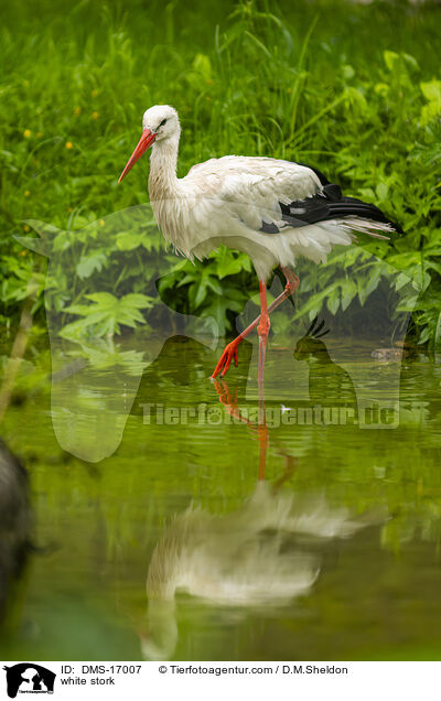 Weistorch / white stork / DMS-17007
