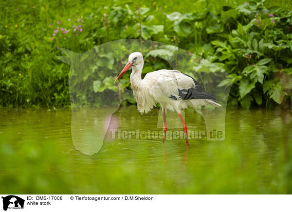 Weistorch / white stork / DMS-17008