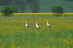 white storks