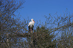 white stork Bird Park Marlow