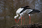 2 white storks
