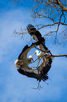 2 white storks