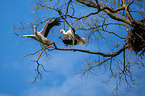 2 white storks