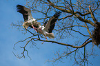 2 white storks