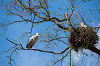 2 white storks