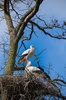 2 white storks
