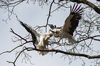 2 white storks