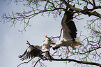 2 white storks