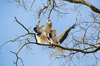 2 white storks