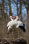 2 white storks