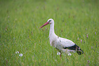 white stork