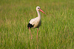 white stork