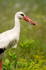 white stork