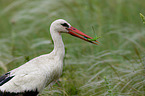 white stork