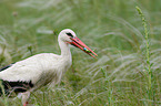 white stork