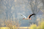 flying white stork