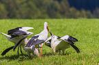 white storks