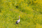 White Stork