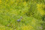 white stork
