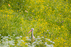 white stork