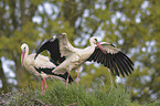 white stork