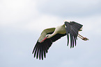 white stork