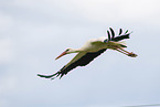 white stork