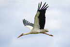 white stork