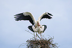 mating white storks