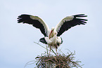 mating white storks