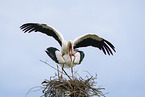 mating white storks