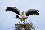 mating white storks