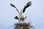 mating white storks