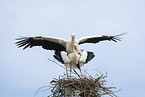mating white storks