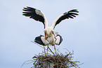 mating white storks