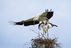 mating white storks