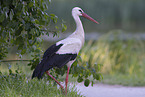 white stork