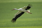 white stork