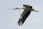 white stork