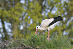 white stork