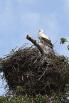 white stork